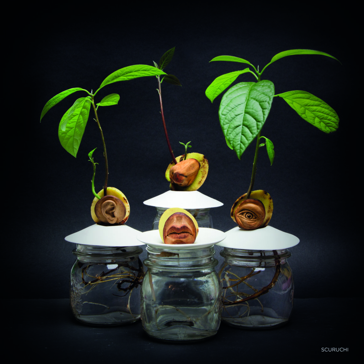 Germogli by Vincenzo Scuruchi