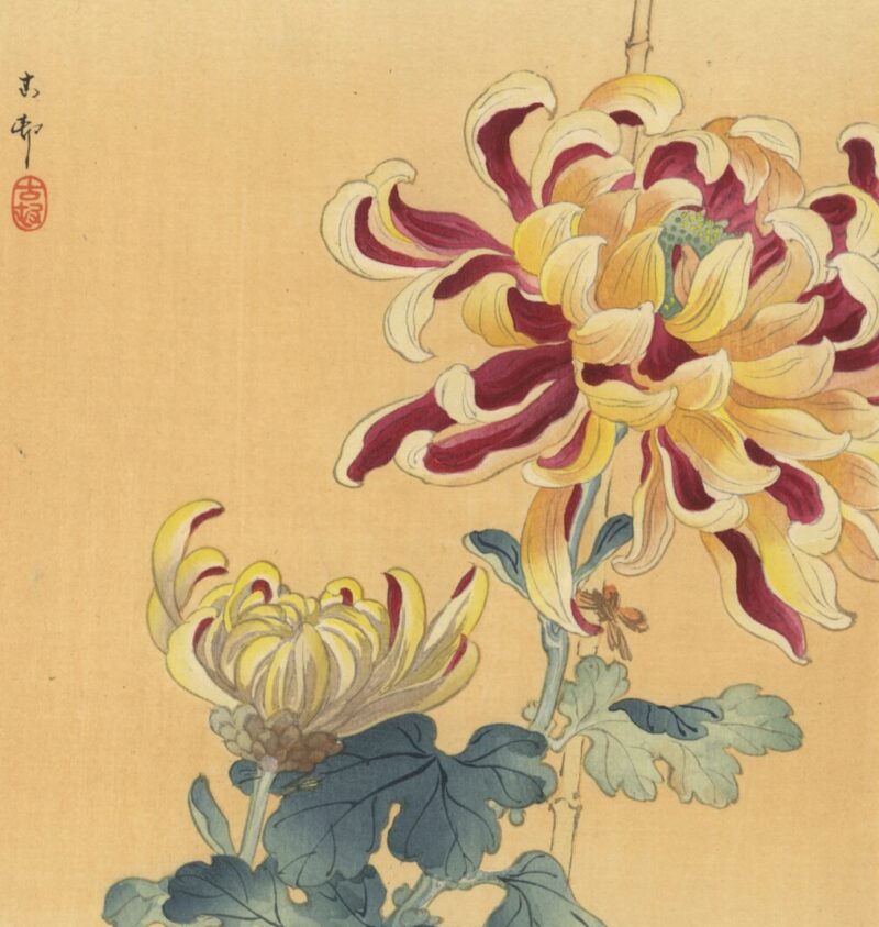 Chrysanthemum in Japanese tattoos - Tattoo Life