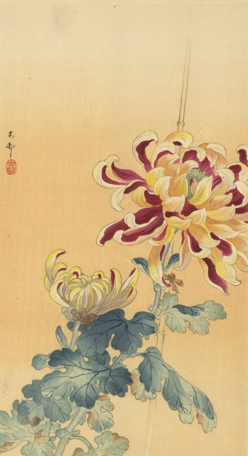 Chrysanthemum in Japanese tattoos - Tattoo Life
