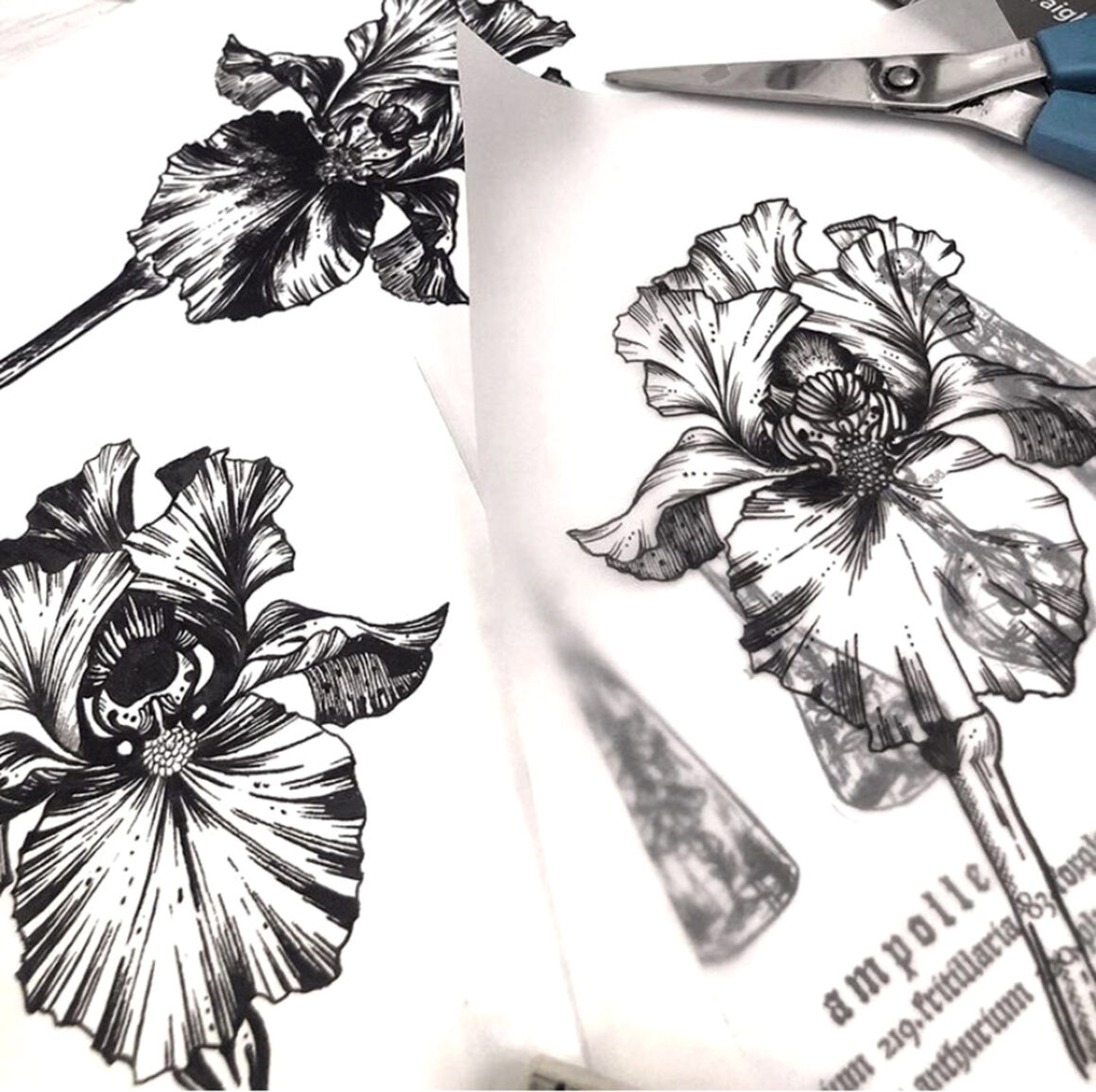 Drawing by Federica Fratoni, @fredriha